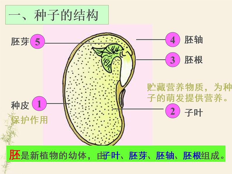 第二节 种子植物课件07