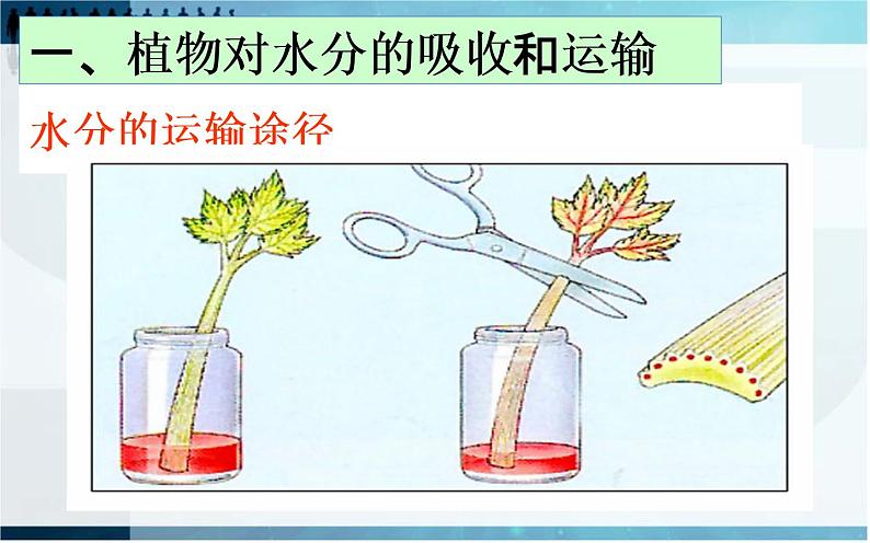 第三章 绿色植物与生物圈的水循环-课件第7页