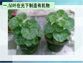 第四章 绿色植物是生物圈中有机物的制造者-课件