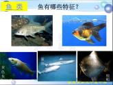人教版八年级生物上册课件 5.1.4鱼类