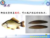 人教版八年级生物上册课件 5.1.4鱼类