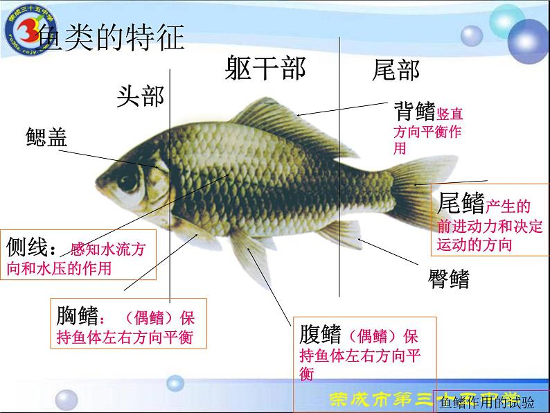 人教版八年级生物上册课件 5.1.4鱼类第8页