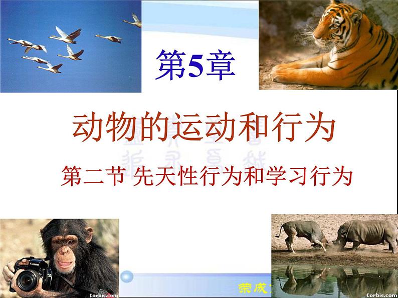 人教版八年级生物上册课件 5-2.2先天性行为和学习行为第1页