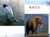 人教版八年级生物上册课件 5-2.2先天性行为和学习行为