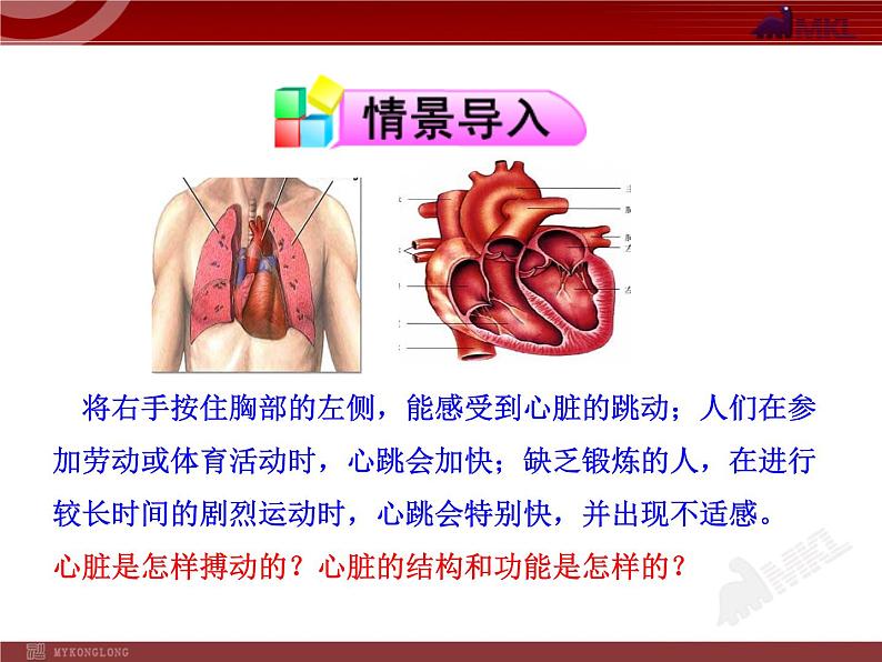 第四章第三节  输送血液的泵—心脏（一） 课件02