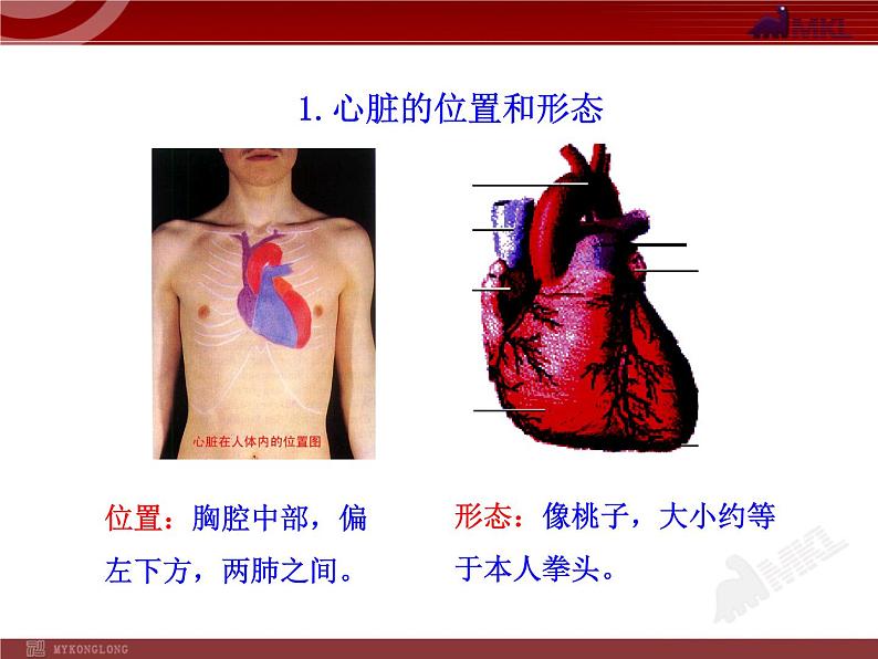 第四章第三节  输送血液的泵—心脏（一） 课件05