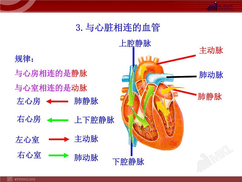 第四章第三节  输送血液的泵—心脏（一） 课件07