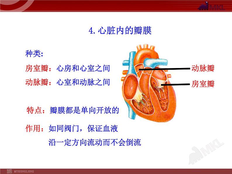 第四章第三节  输送血液的泵—心脏（一） 课件08