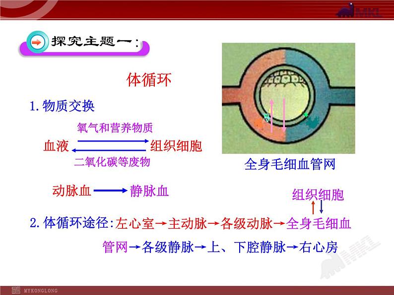 第四章第三节  输送血液的泵—心脏（二） 课件08