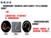 人教版《线形动物和环节动物》PPT课件+视频