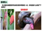 人教版《软体动物和节肢动物》PPT课件+视频