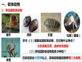 人教版《软体动物和节肢动物》PPT课件+视频
