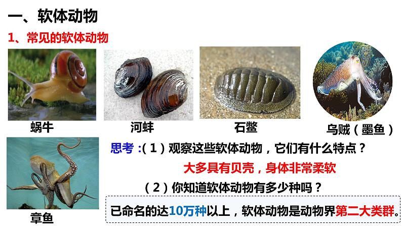 5.1.3 软体动物和节肢动物第3页