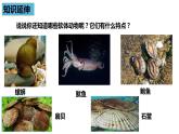 人教版《软体动物和节肢动物》PPT课件+视频