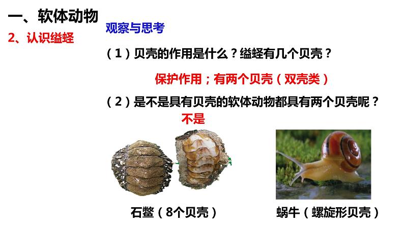 5.1.3 软体动物和节肢动物第5页