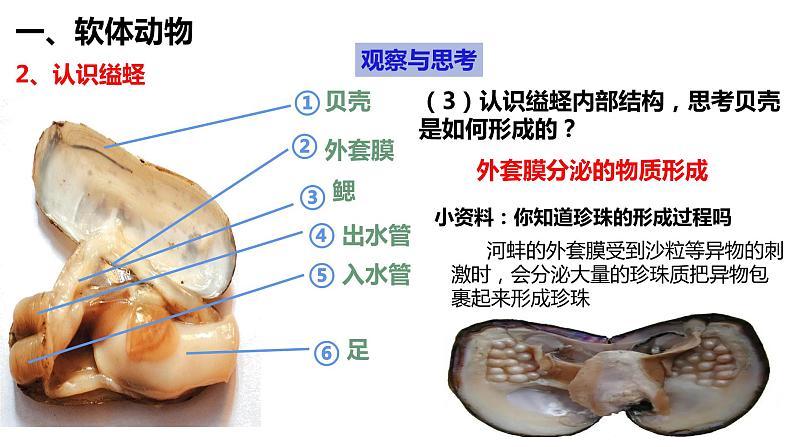 5.1.3 软体动物和节肢动物第6页
