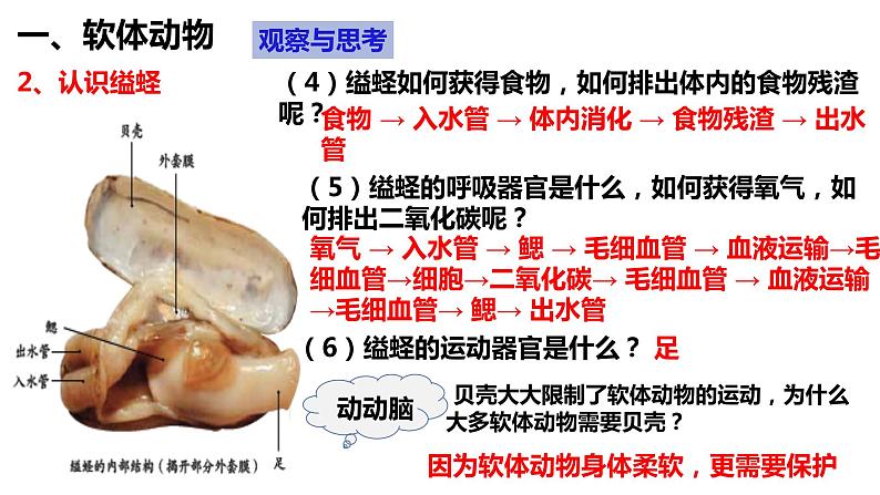 5.1.3 软体动物和节肢动物第7页