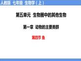 人教版第五单元第一章第四节《鱼》PPT课件+视频
