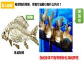 人教版第五单元第一章第四节《鱼》PPT课件+视频