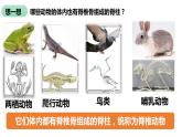 人教版第五单元第一章第四节《鱼》PPT课件+视频
