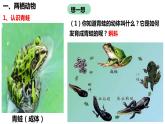 人教版《两栖动物和爬行动物》PPT课件+视频