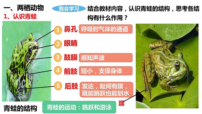 5.1.5  两栖动物和爬行动物第5页