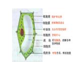 人教版七年级上册生物学--2.1.3动物细胞（课件）