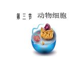 人教版七年级上册生物学--2.1.3动物细胞（课件）