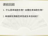 人教版七年级上册生物学--3.1.1藻类、苔藓和蕨类植物（课件） (2)