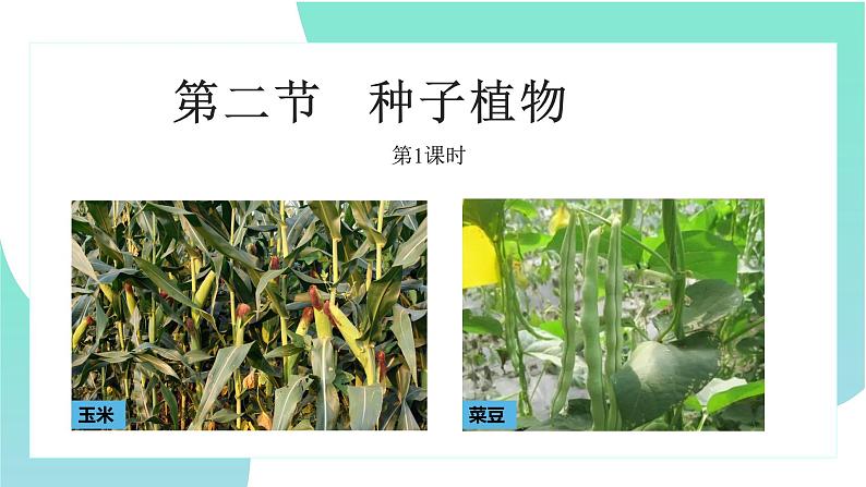 人教版七年级上册生物学--3.1.2种子植物-课件01