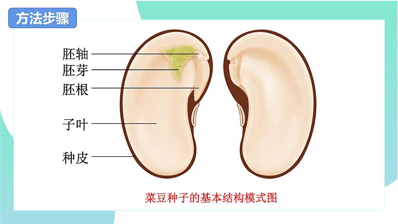 人教版七年级上册生物学--3.1.2种子植物-课件08