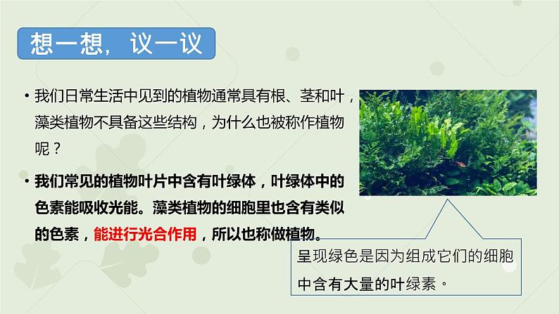 人教版七年级上册生物学--3.1.1藻类、苔藓和蕨类植物（课件）06