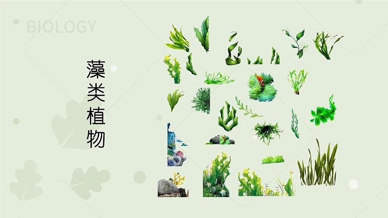 人教版七年级上册生物学--3.1.1藻类、苔藓和蕨类植物（课件）08