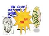 人教版七年级上册生物学--第二单元第二章2.2.1细胞通过分裂产生新细胞 课件