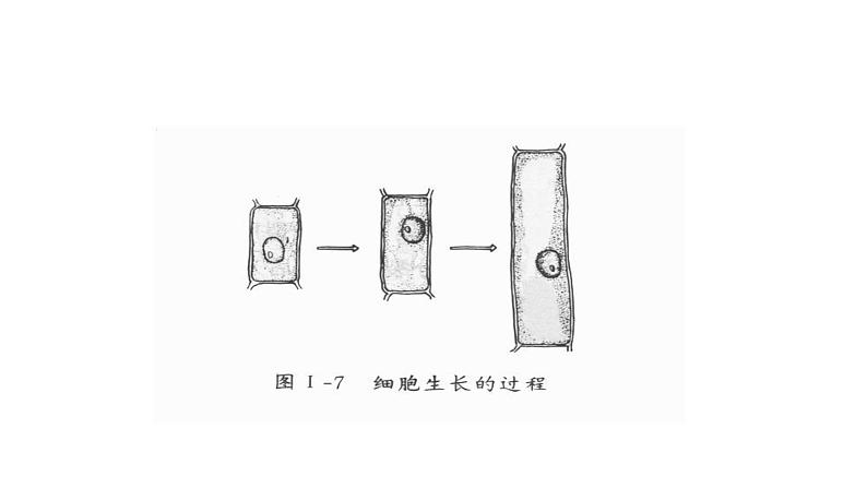 人教版七年级上册生物学--第二单元第二章2.2.1细胞通过分裂产生新细胞 课件第6页