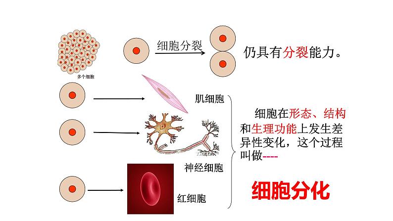 人教版七年级上册生物学--第二单元第二章2.2.2动物体的结构层次  课件07