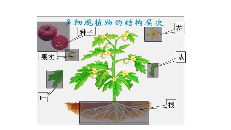 人教版七年级上册生物学--第二单元第二章2.2.3植物体的结构层次  课件第3页