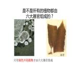 人教版七年级上册生物学--第二单元第二章2.2.3植物体的结构层次  课件