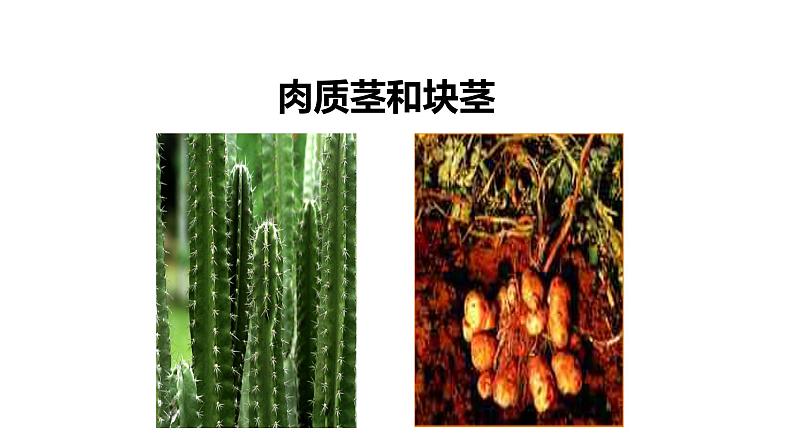 人教版七年级上册生物学--第二单元第二章2.2.3植物体的结构层次  课件第7页