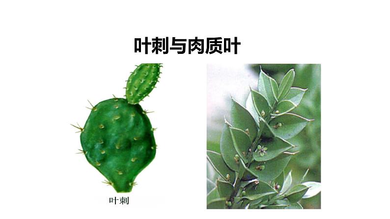 人教版七年级上册生物学--第二单元第二章2.2.3植物体的结构层次  课件第8页