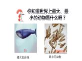 人教版七年级上册生物学--第二单元第二章2.2.4 单细胞生物 课件