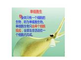 人教版七年级上册生物学--第二单元第二章2.2.4 单细胞生物 课件