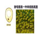 人教版七年级上册生物学--第二单元第二章2.2.4 单细胞生物 课件