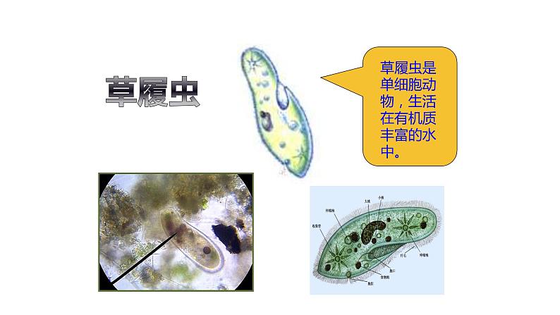 人教版七年级上册生物学--第二单元第二章2.2.4 单细胞生物 课件06