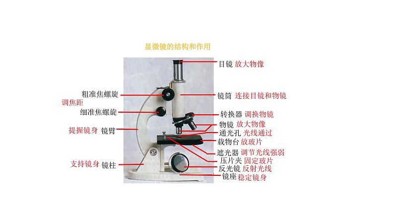 人教版七年级上册生物学--第二单元第一章2.1.1练习使用显微镜 课件06