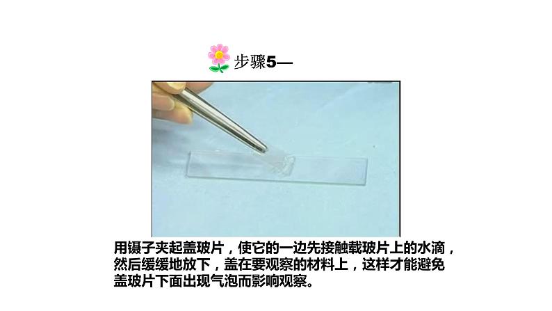 人教版七年级上册生物学--第二单元第一章2.1.2植物细胞 课件第8页