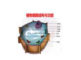 人教版七年级上册生物学--第二单元第一章2.1.3动物细胞 课件
