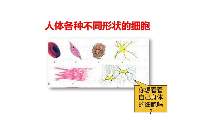 人教版七年级上册生物学--第二单元第一章2.1.3动物细胞 课件03