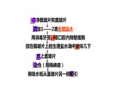 人教版七年级上册生物学--第二单元第一章2.1.3动物细胞 课件