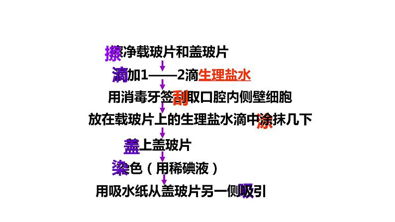 人教版七年级上册生物学--第二单元第一章2.1.3动物细胞 课件04